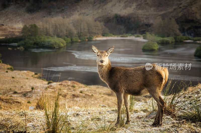 小马鹿在Glen Etive